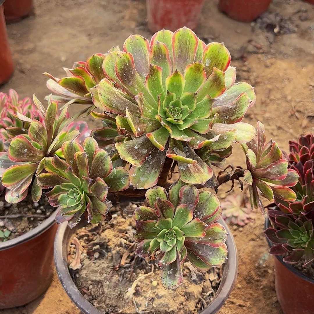 糖果粉黛9.9多肉植物