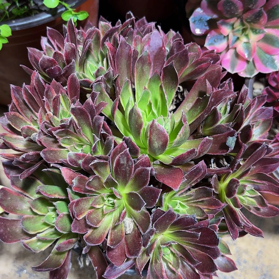 凤凰锦9.9多肉植物