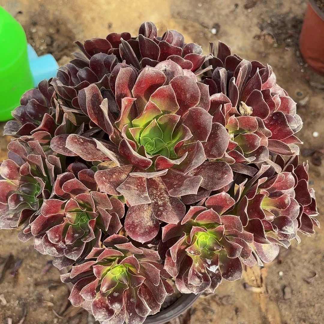 欧紫1182多肉植物