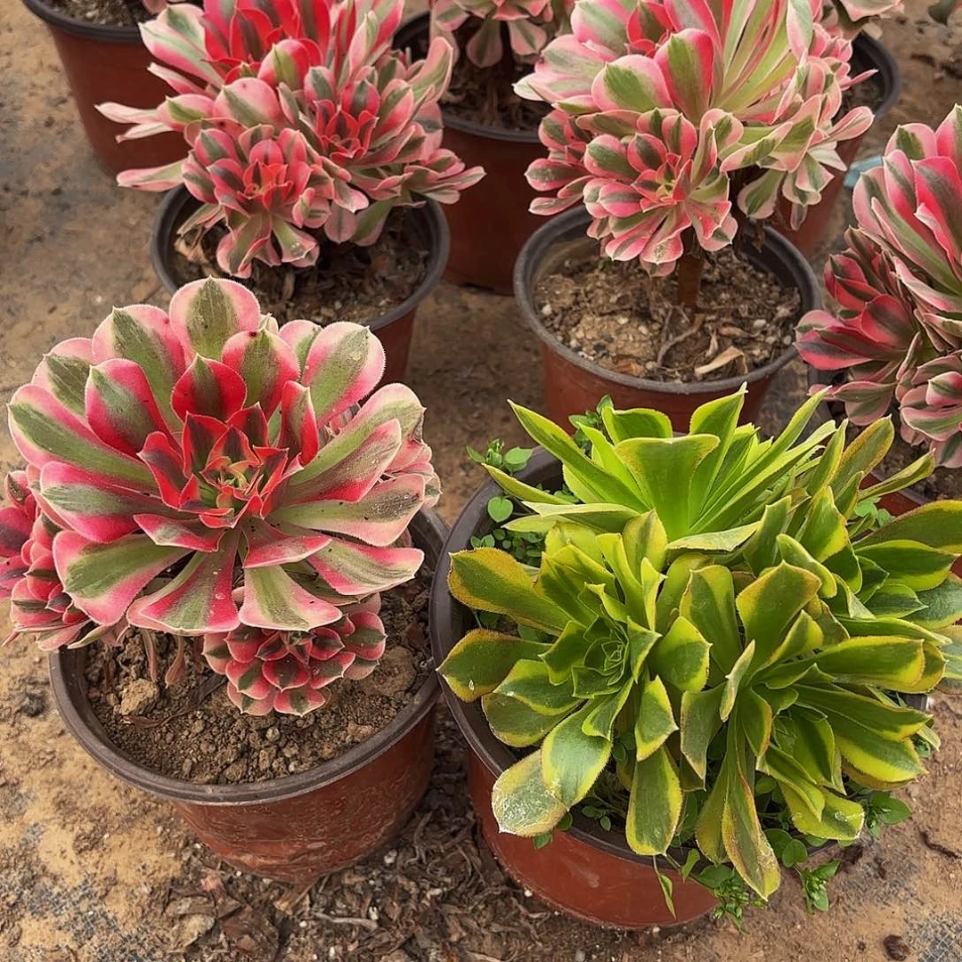 粉女子➕青檬9.9请棚福利