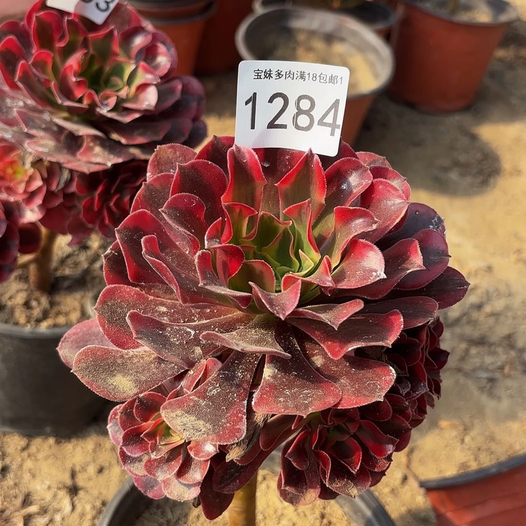 美杜莎多肉植物1284