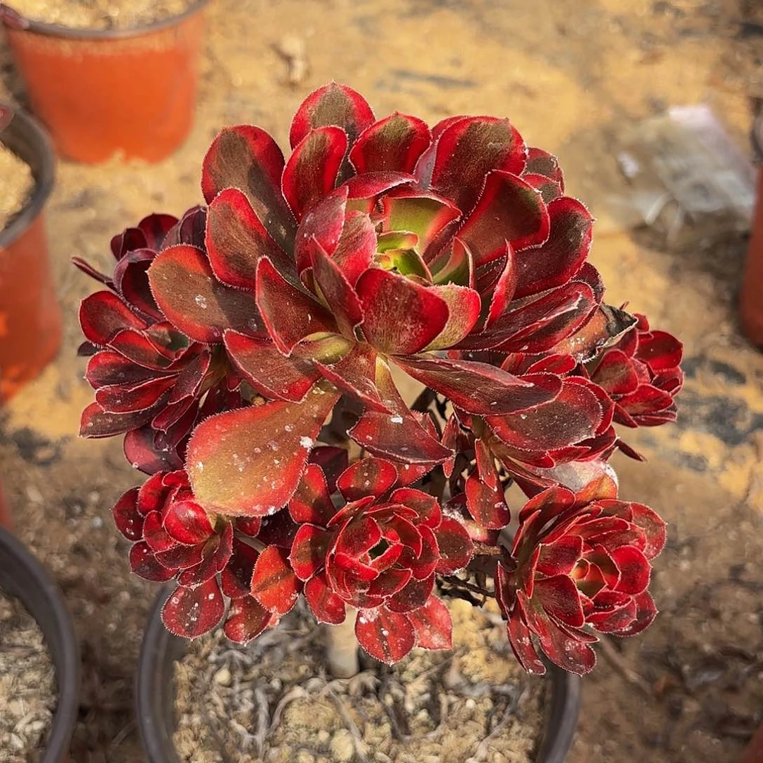 香奈儿9.9多肉植物