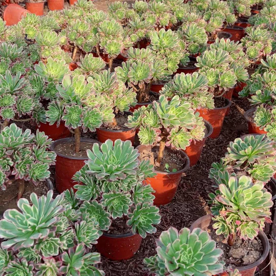 天合9.9请棚福利14号棚