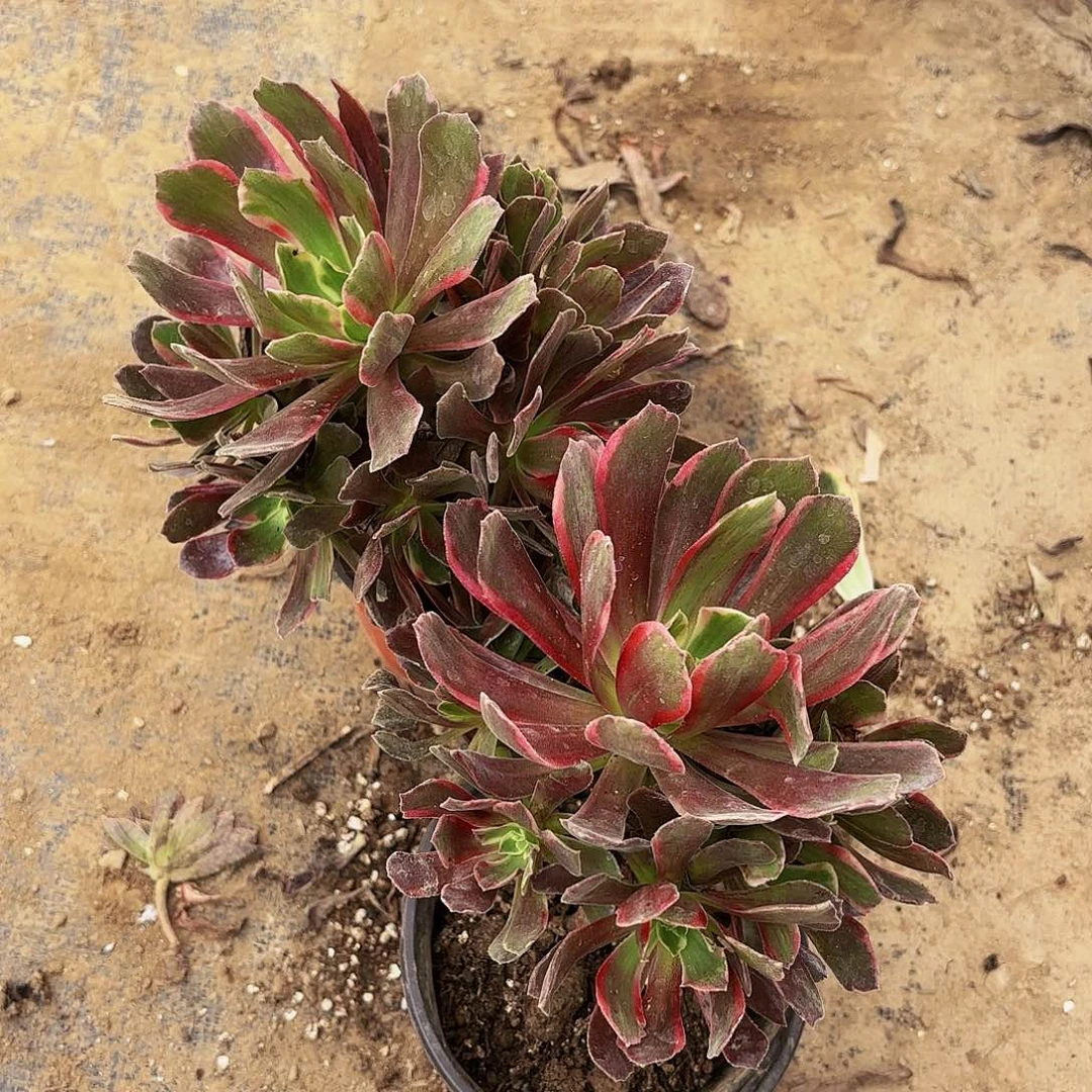 赤霞飞2颗9.9多肉植物