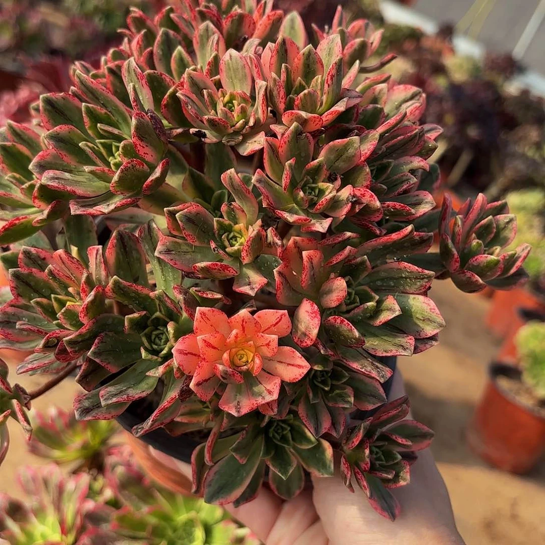 甜茶福利9.9多肉植物