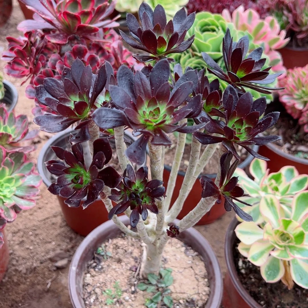 黑豆9.9请棚福利