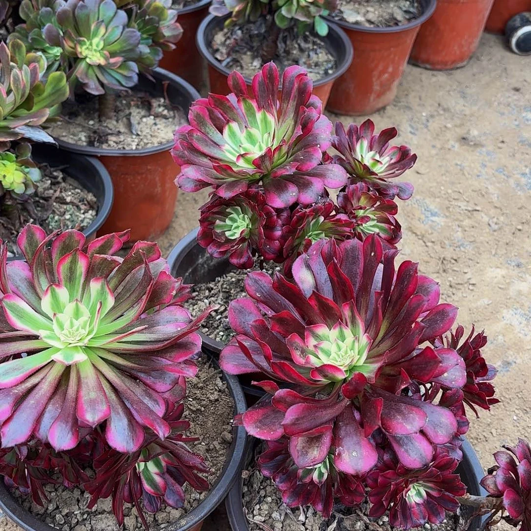 美姬带主头多头9.9