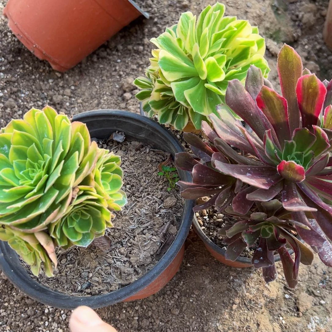 奶白小颗，赤霞飞，艳凝各一颗9.9请棚福利法师多肉