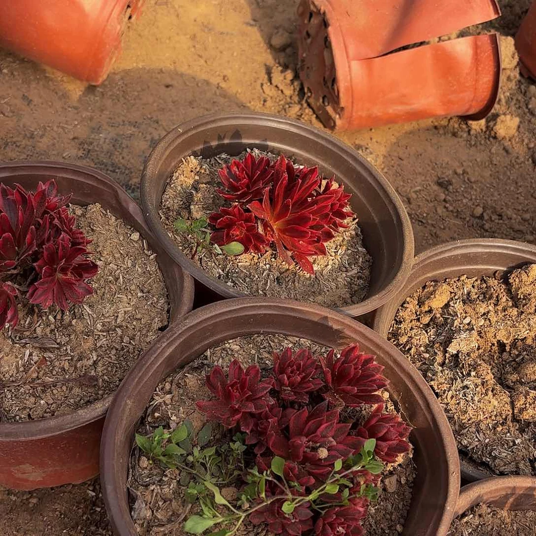 凤凰超白锦巨小5颗9.9多肉