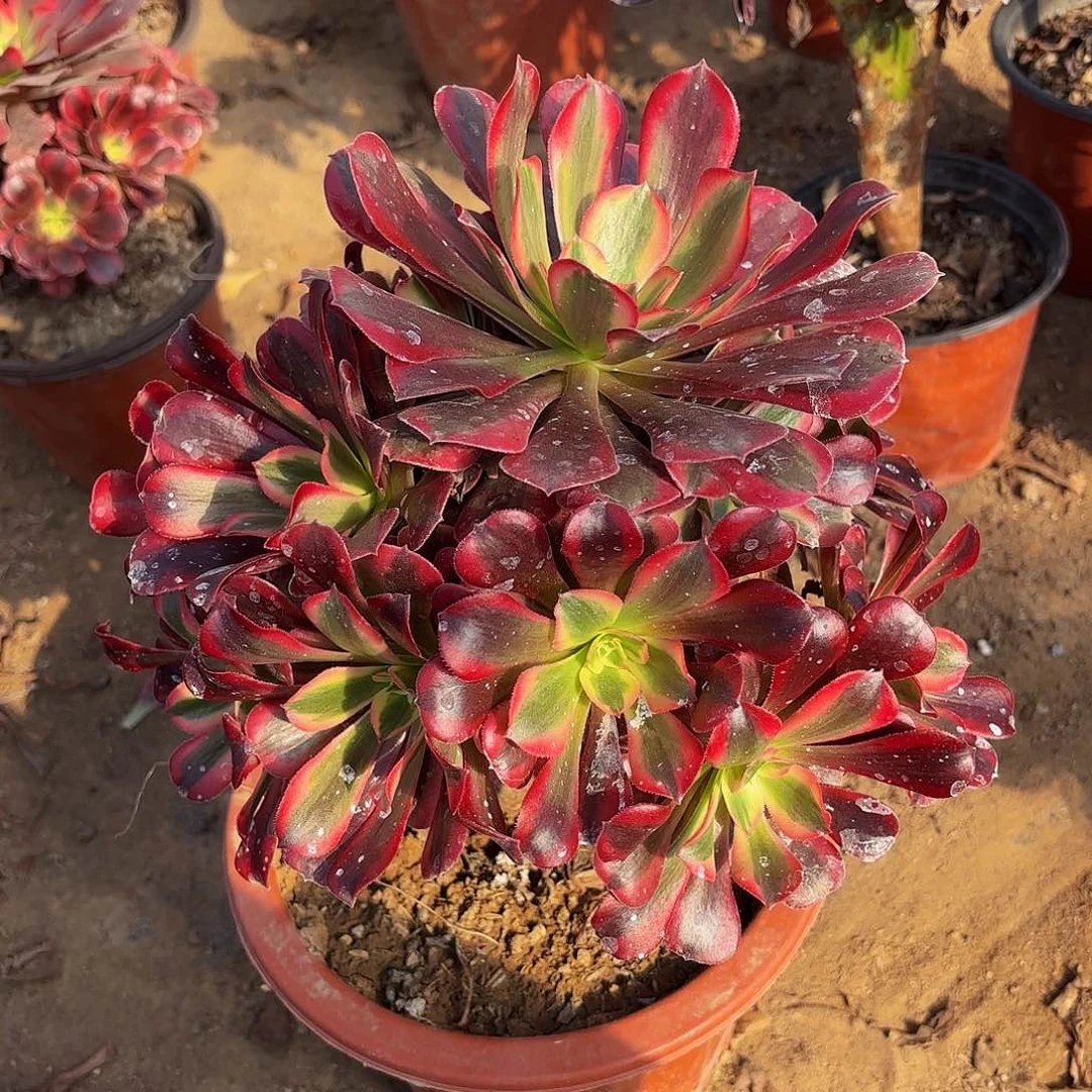 美杜莎多肉植物1191