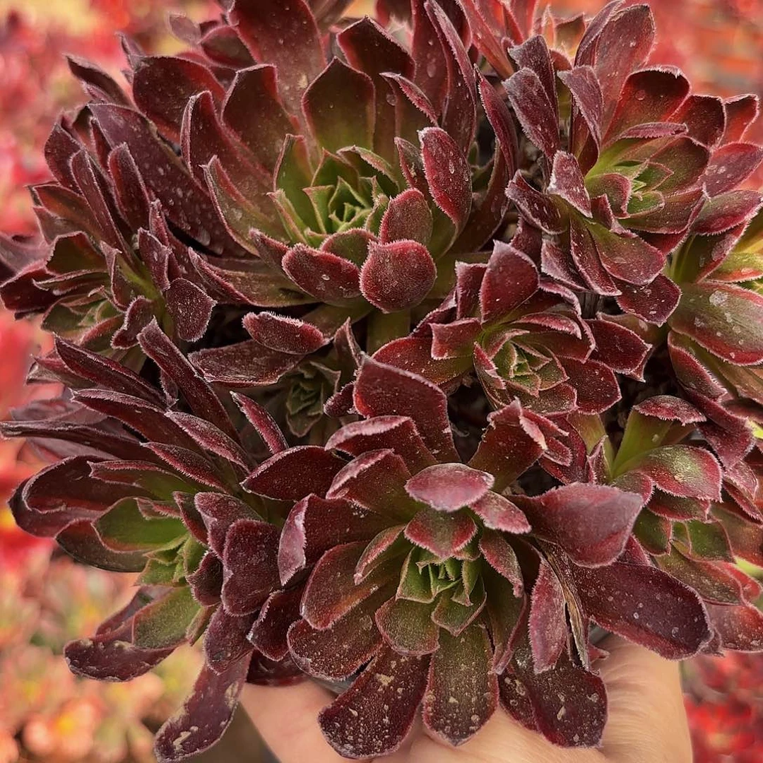 凤凰锦2颗9.9多肉植物