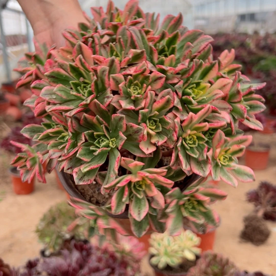 甜茶法师多肉9.9请棚福利