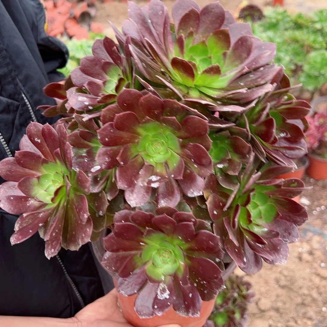 黑玫瑰冷棚请棚福利16.8多肉