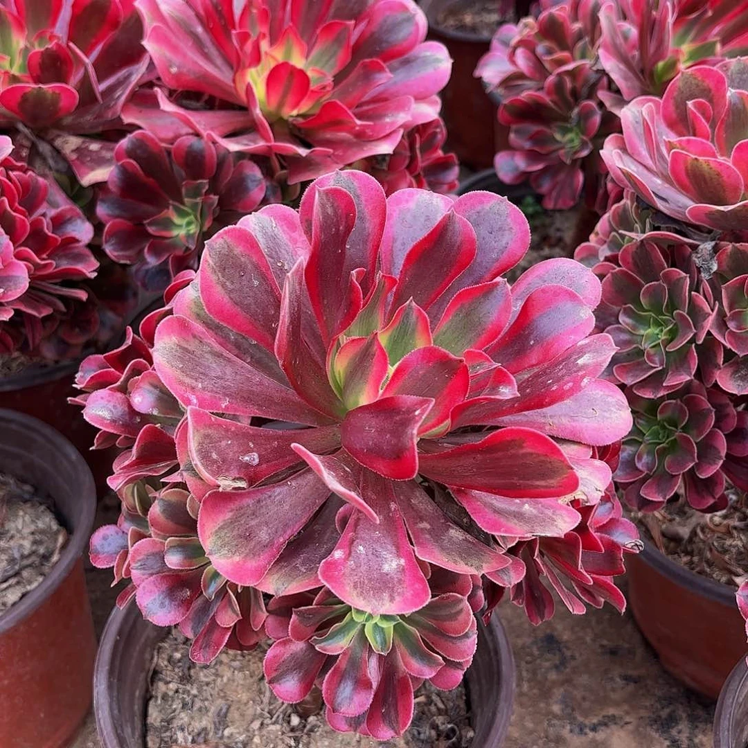 美杜莎4号棚手捧9.9多肉植物