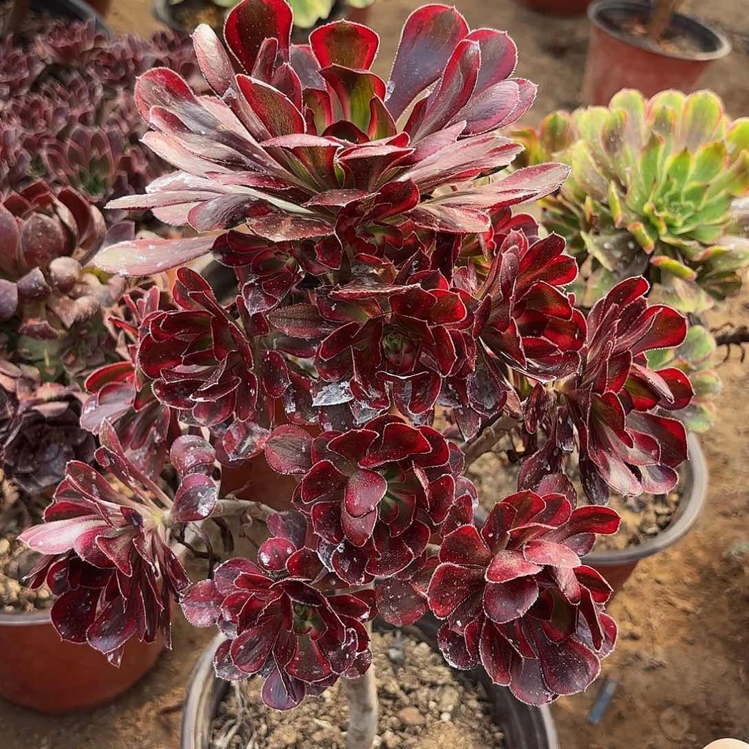 香奈儿18.8多肉植物