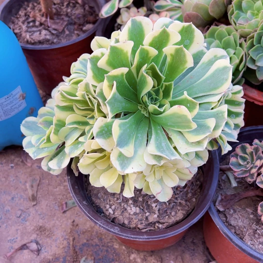 绿豆沙9.9请棚福利