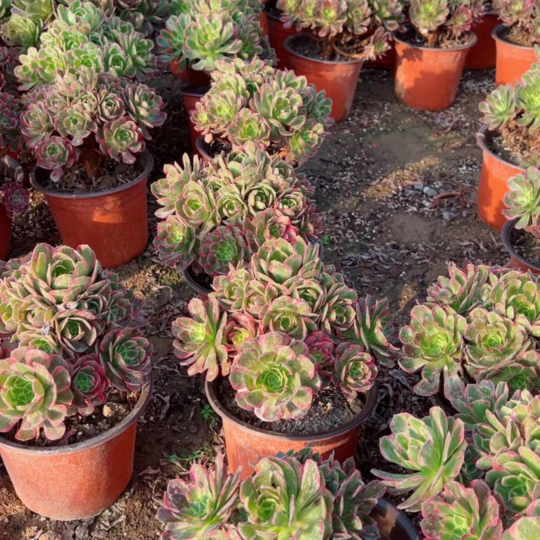 安娜13号棚请棚福利9.9