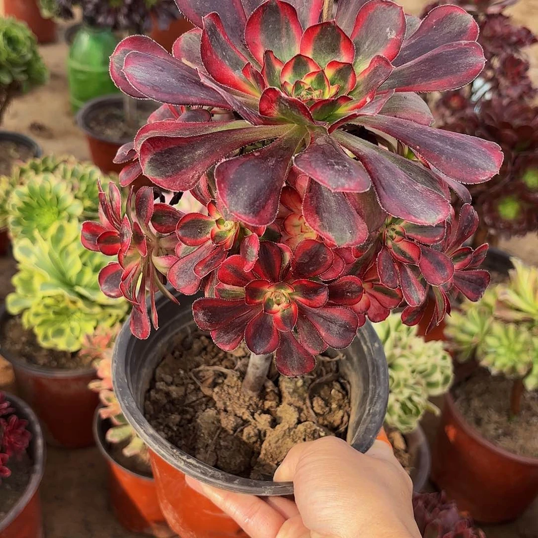 香奈儿9.9多肉植物