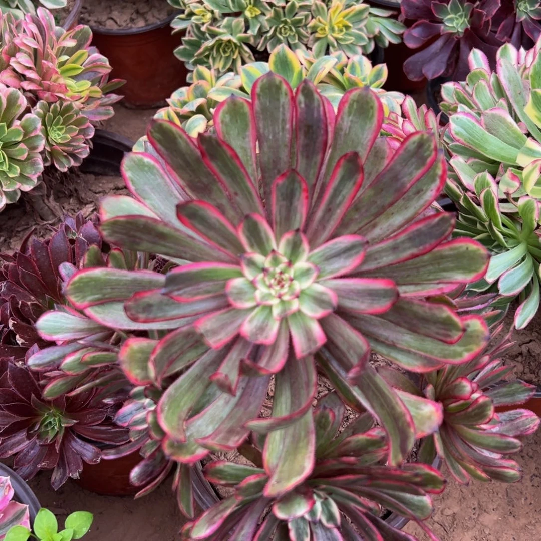 紫霞仙子9.9请棚福利