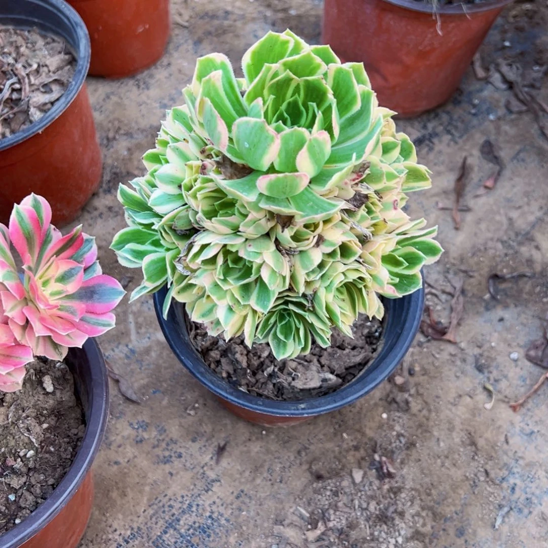 艳凝9.9请棚福利