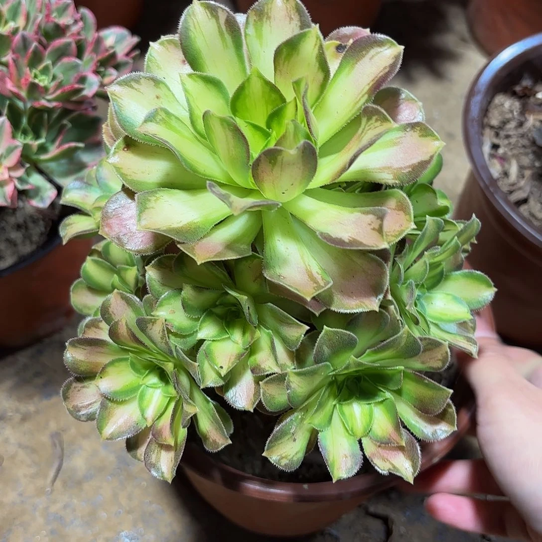 小韶华9.9多肉植物
