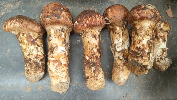 云南高海拔纯野生精品松茸