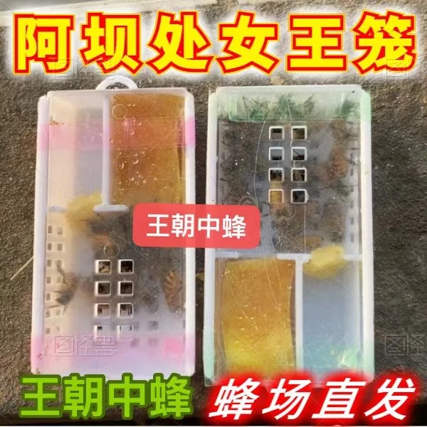 蜜蜂王中蜂蜂王高产繁殖快带强群王双色阿坝王土蜂蜂王优质快递