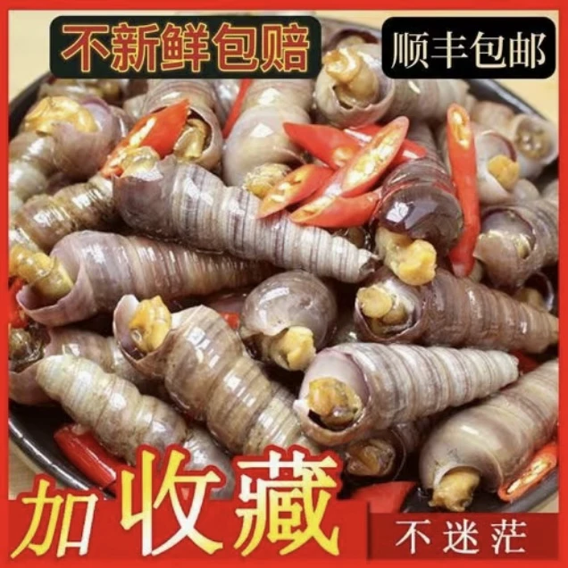 钉螺鲜活特大去尾新鲜海螺丝免处理海鲜烧烤螺蛳田螺海螺丝现批发