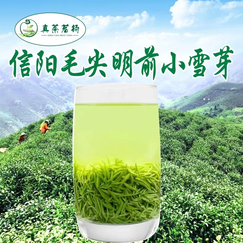 真茶茗扬2025年新茶绿茶信阳毛尖明前小雪芽