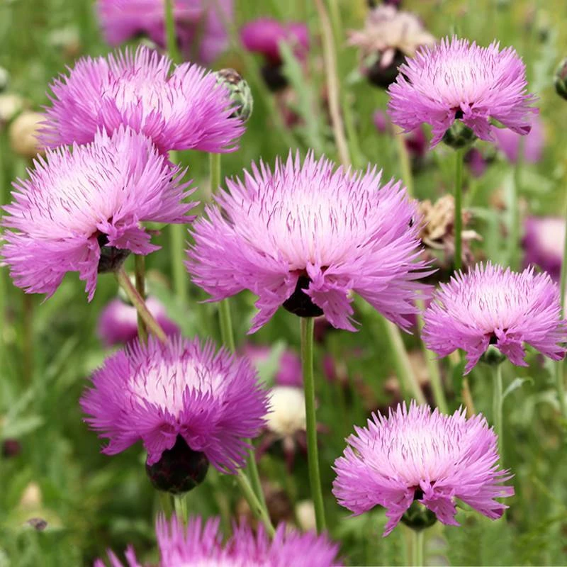 香矢车菊好种好养花期长盆栽地栽均可可结种子易种易养