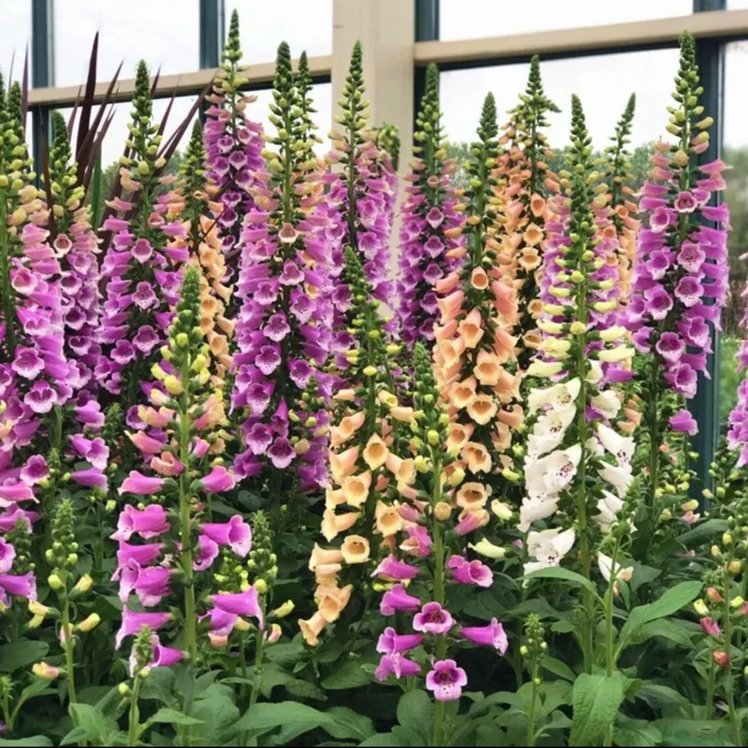 毛地黄种子狐狸的手套宿根多年生毛地黄花卉种子播种种植发芽