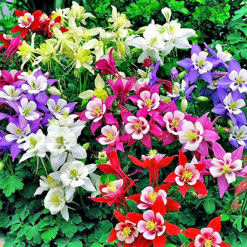耧斗菜花种子多年生宿根花卉八音鸟系列耧斗菜花种子