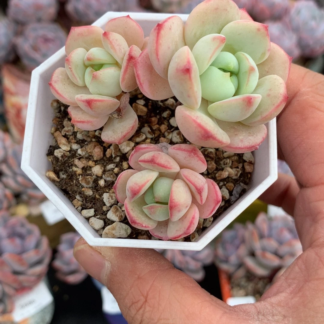 5706香草不整7cm盆