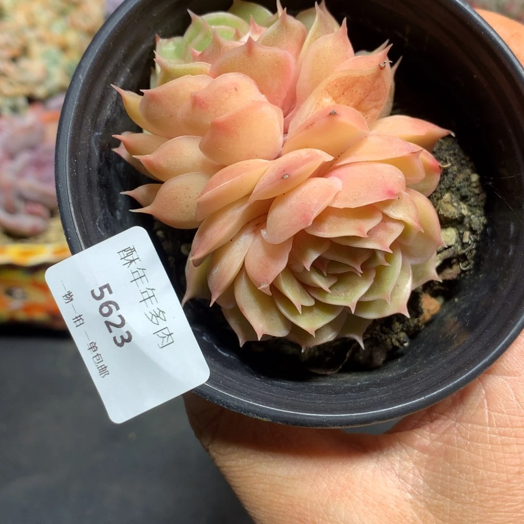 5623双头昂斯诺多肉7.5cm