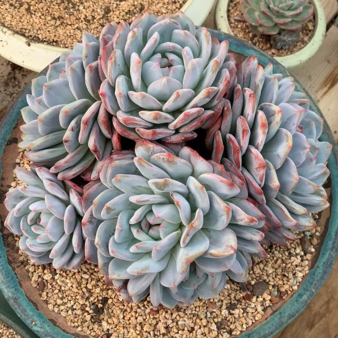 5717橙梦露多肉30cm