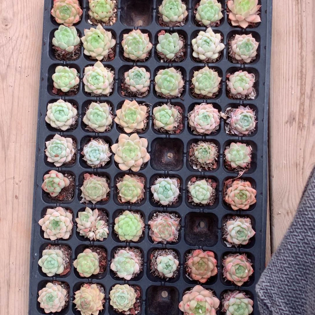 是***～4月大哥的麦秆111111