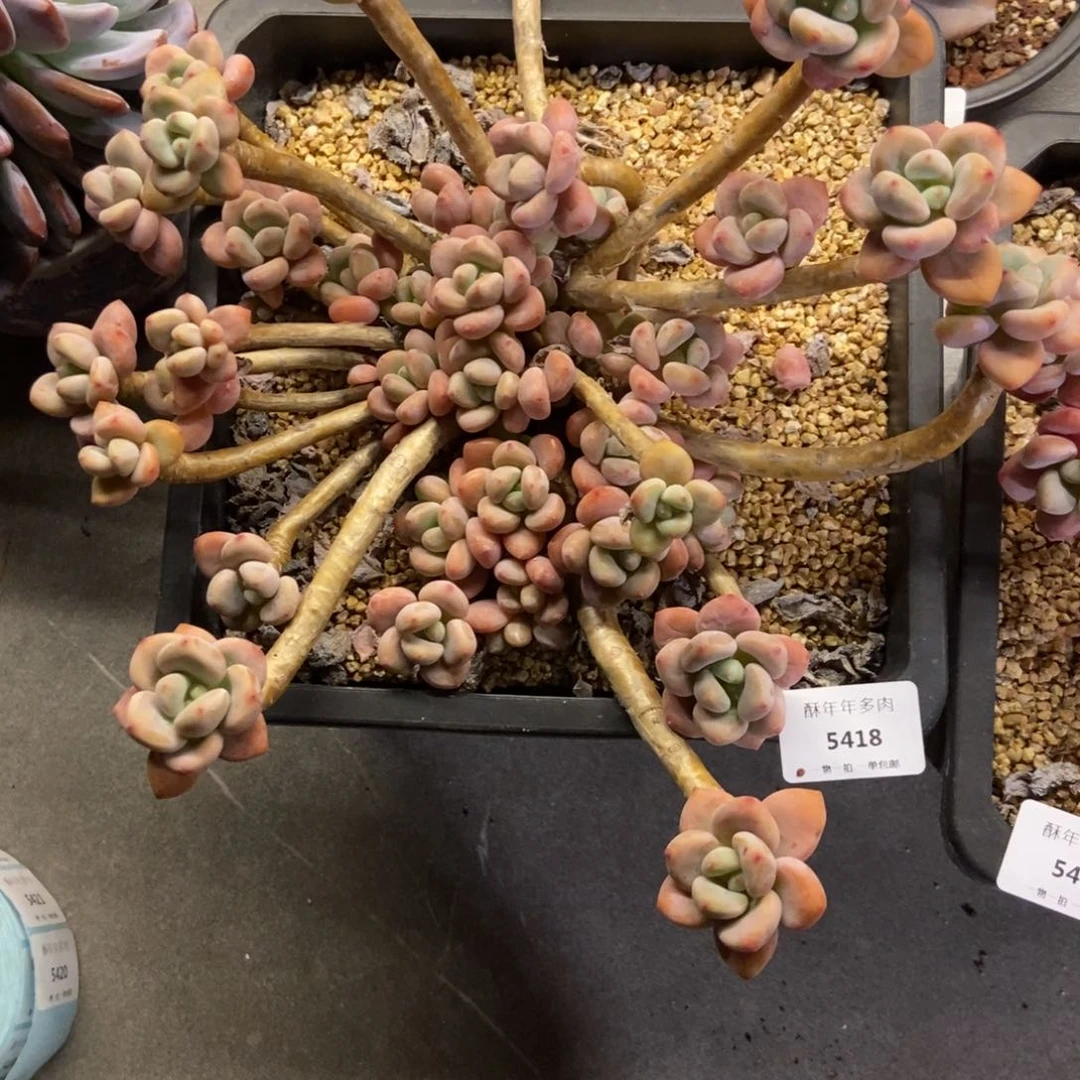 希**?5418洛神多肉一颗