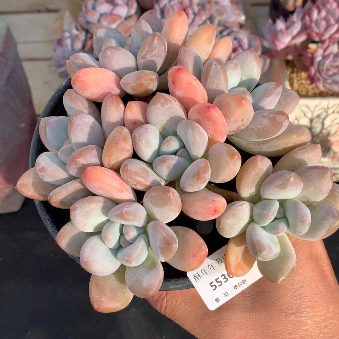 5536老桩香水多肉一颗14.5cm