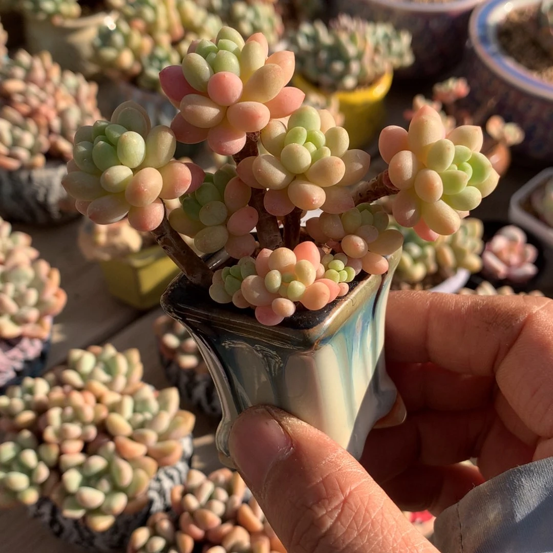 5812鱼子酱多肉一颗8cm