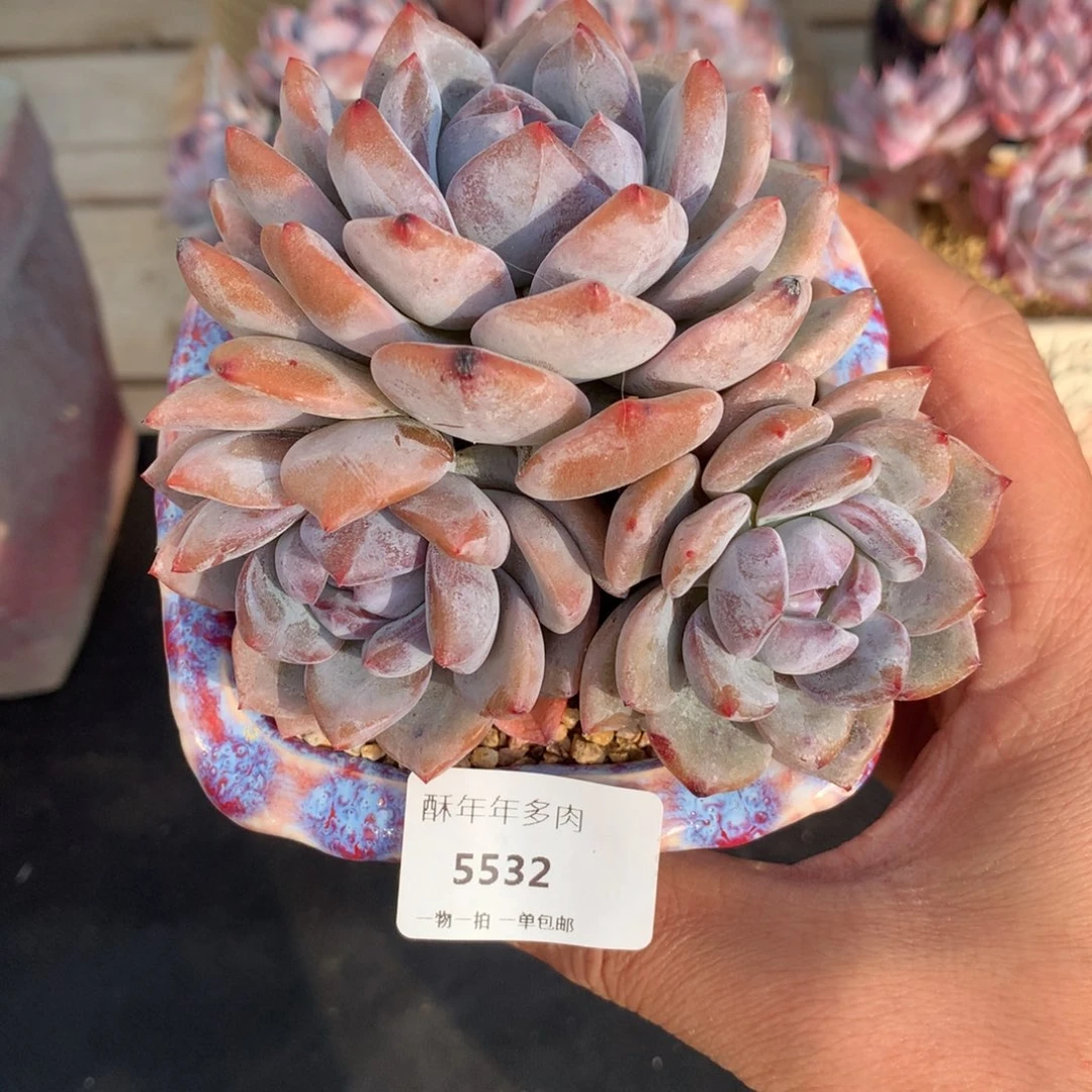 5532石榴籽星影多肉一颗10.5cm