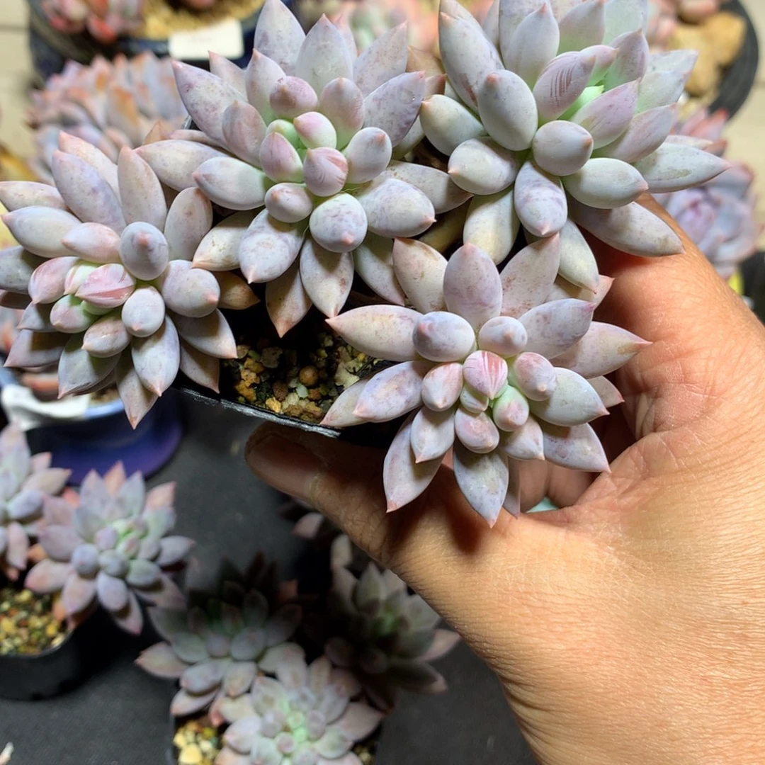 ?****?5751所罗门多肉一颗