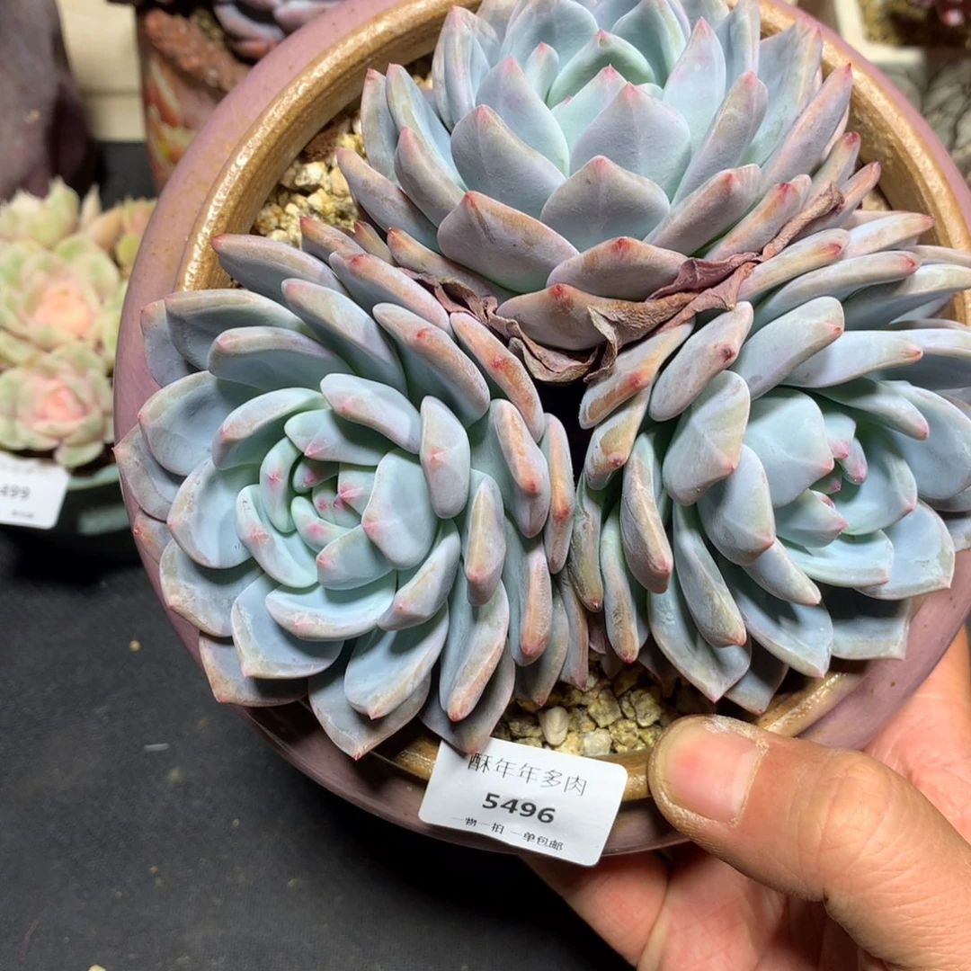 5496橙梦露多肉一颗13cm