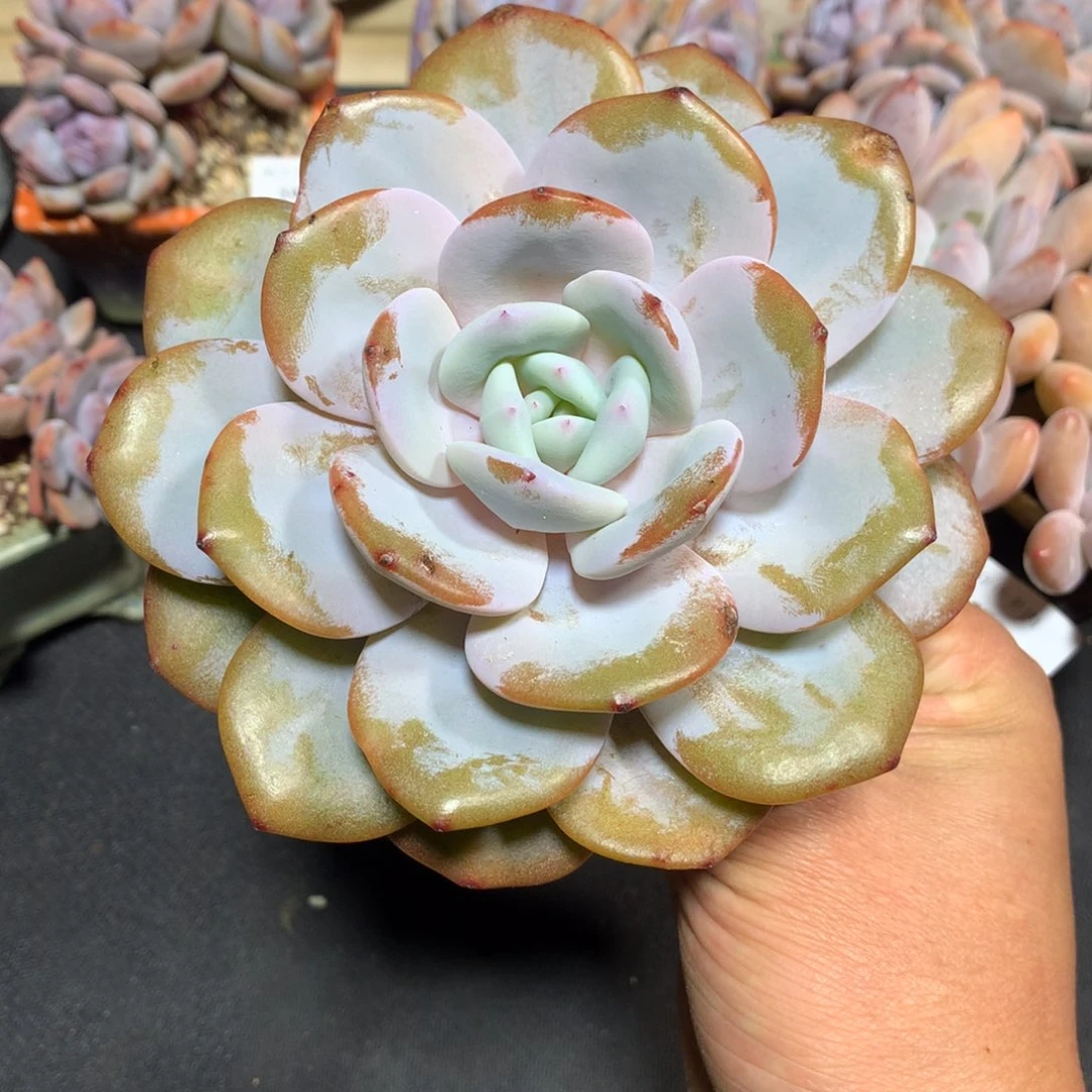 5436韩货奶茶多肉一颗13 cm