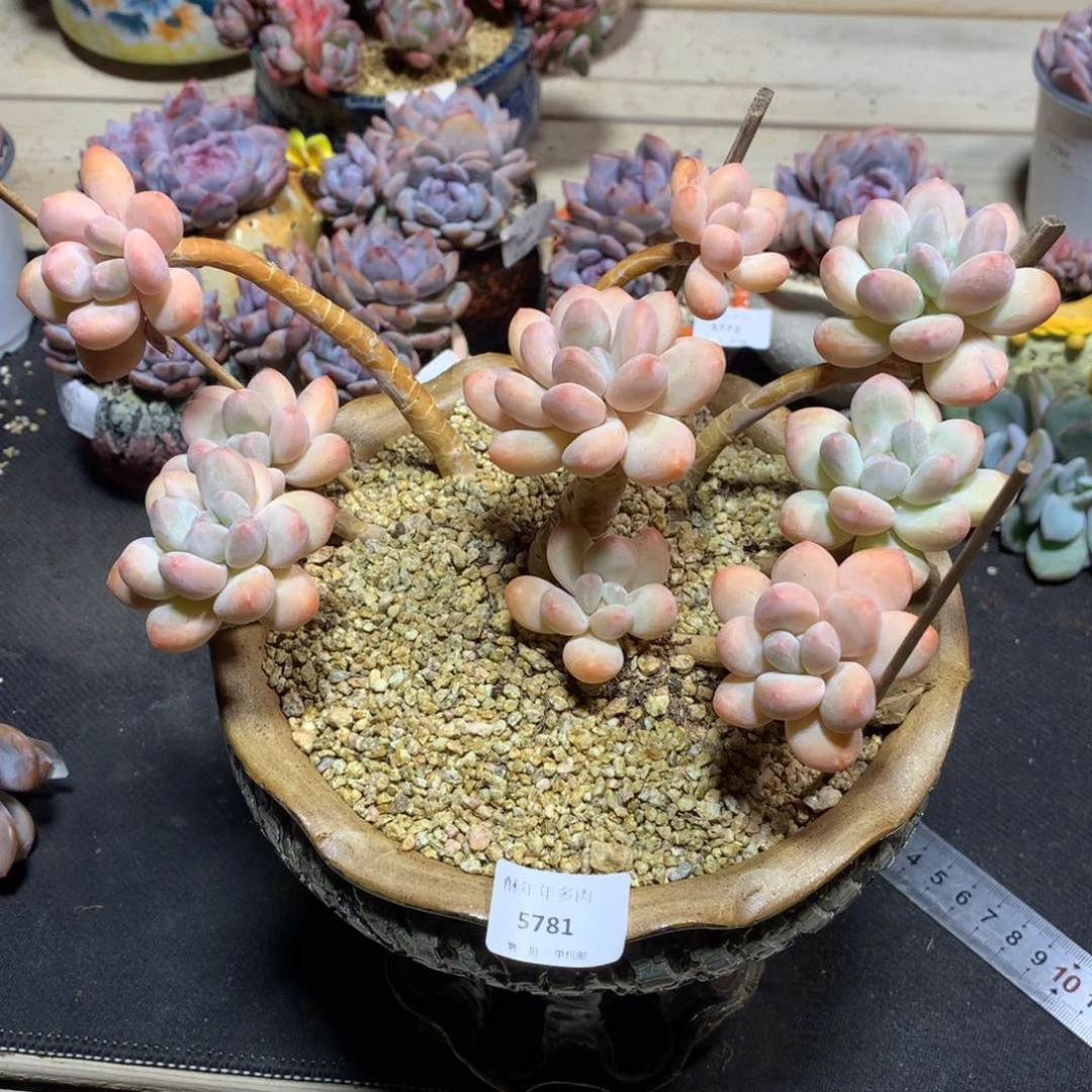 5781香水老桩微瑕20cm+