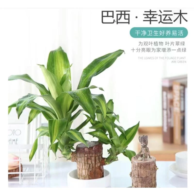 【新疆包邮】 巴西木水养幸运木格鲁特绿植盆栽水培四季好养植物