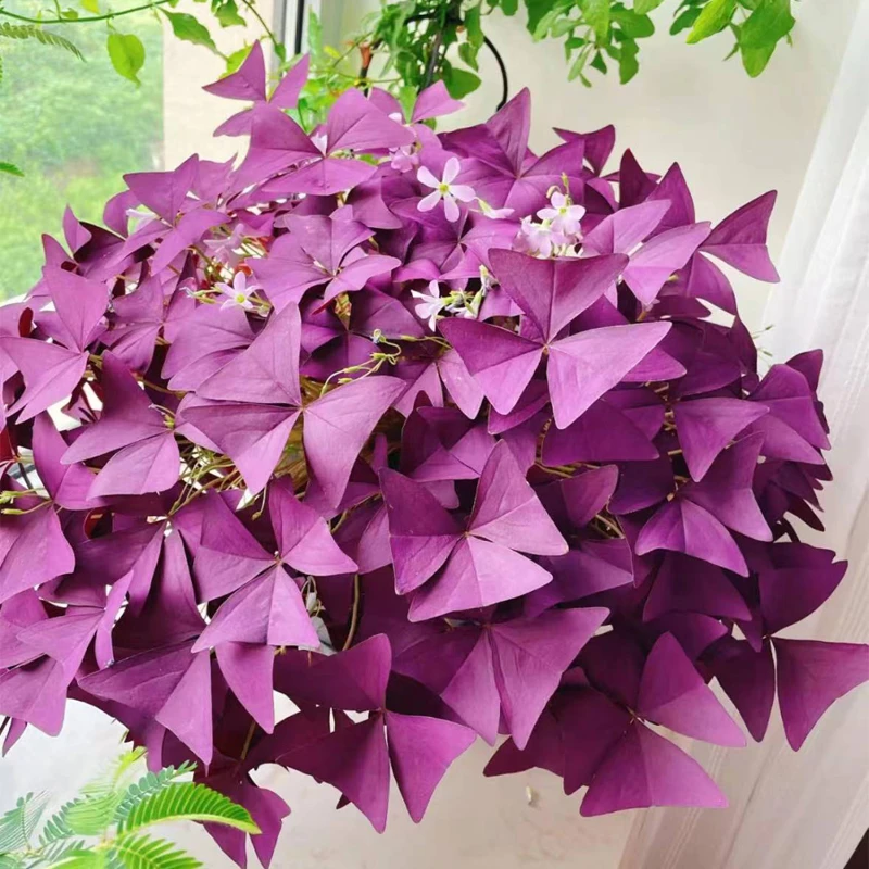 【老花医】紫叶酢浆草简单好养四季紫色四季常绿多年生花卉植物