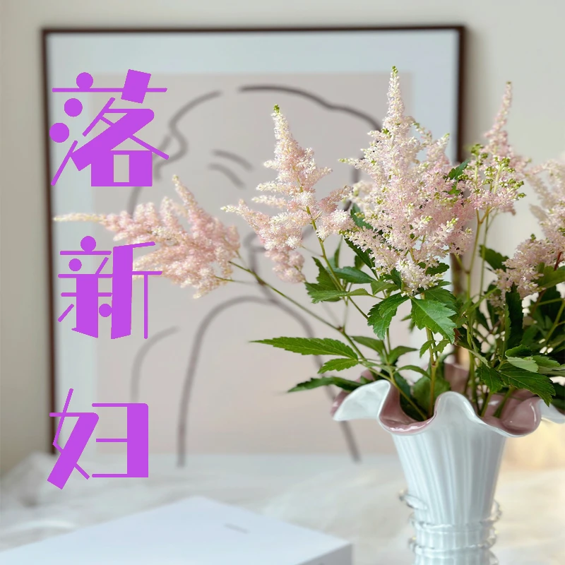 【老花医】荷兰进口落新妇根块带盆栽好