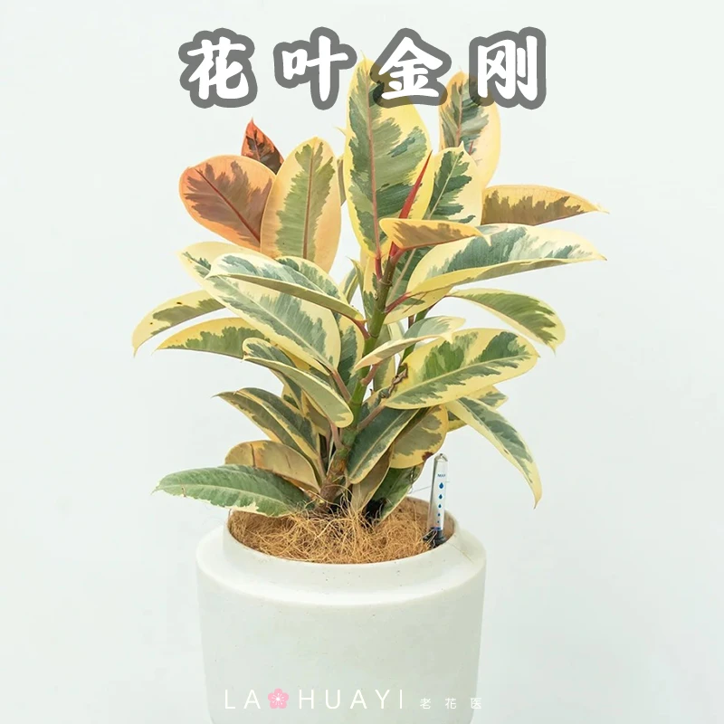 花叶橡皮树室内盆栽观叶室内阳台