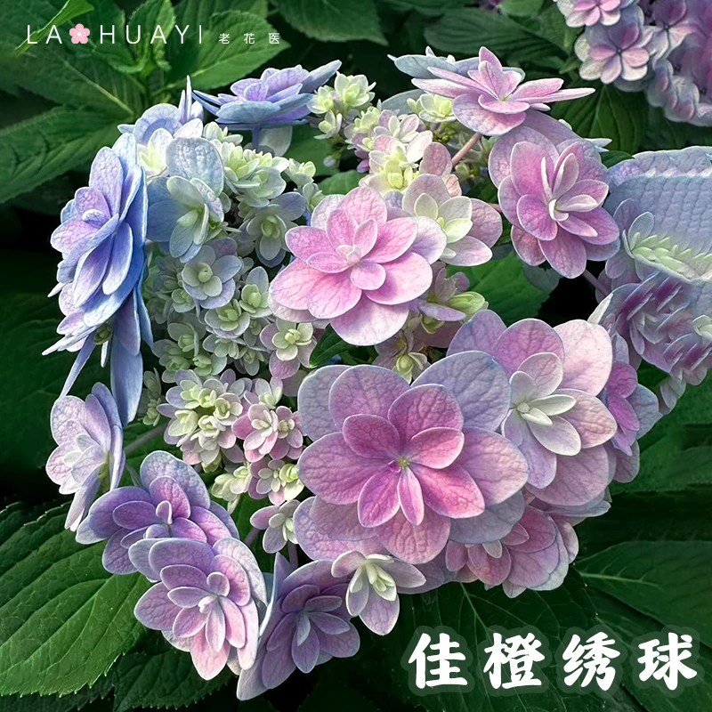 【老花医】佳橙绣球观花室内室外好养活