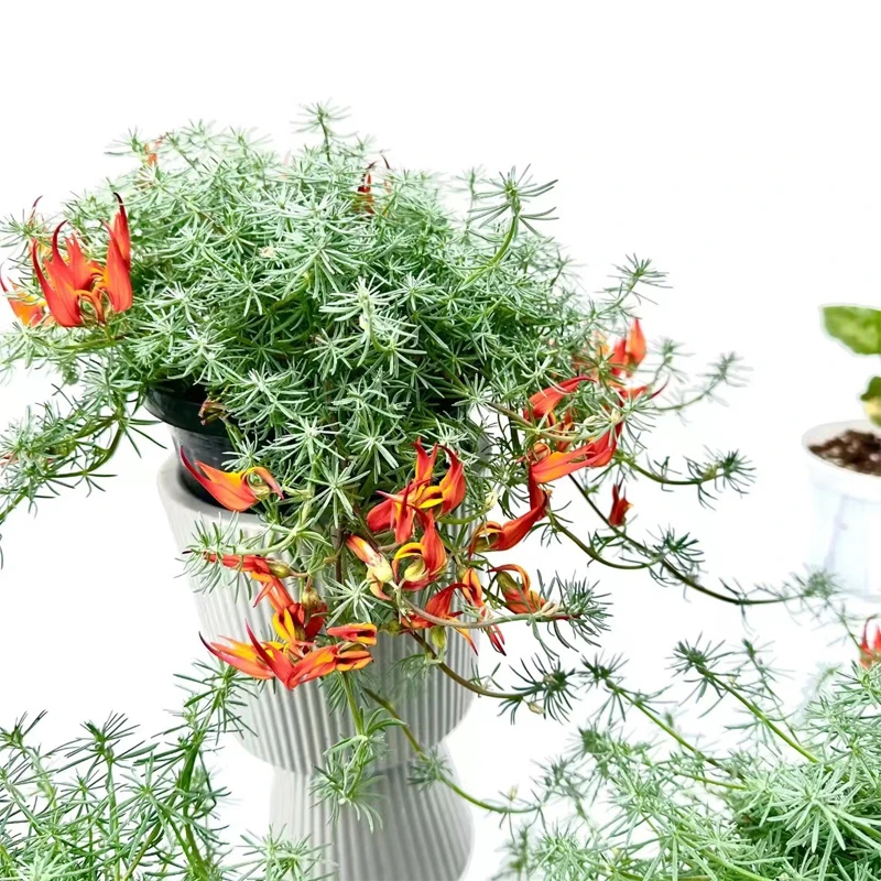 鹦鹉嘴盆栽百脉根室内外盆景植物阳台
